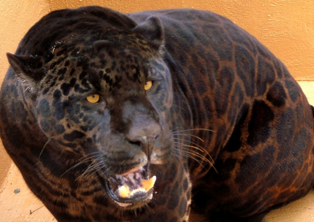  Une belle Jaguar 